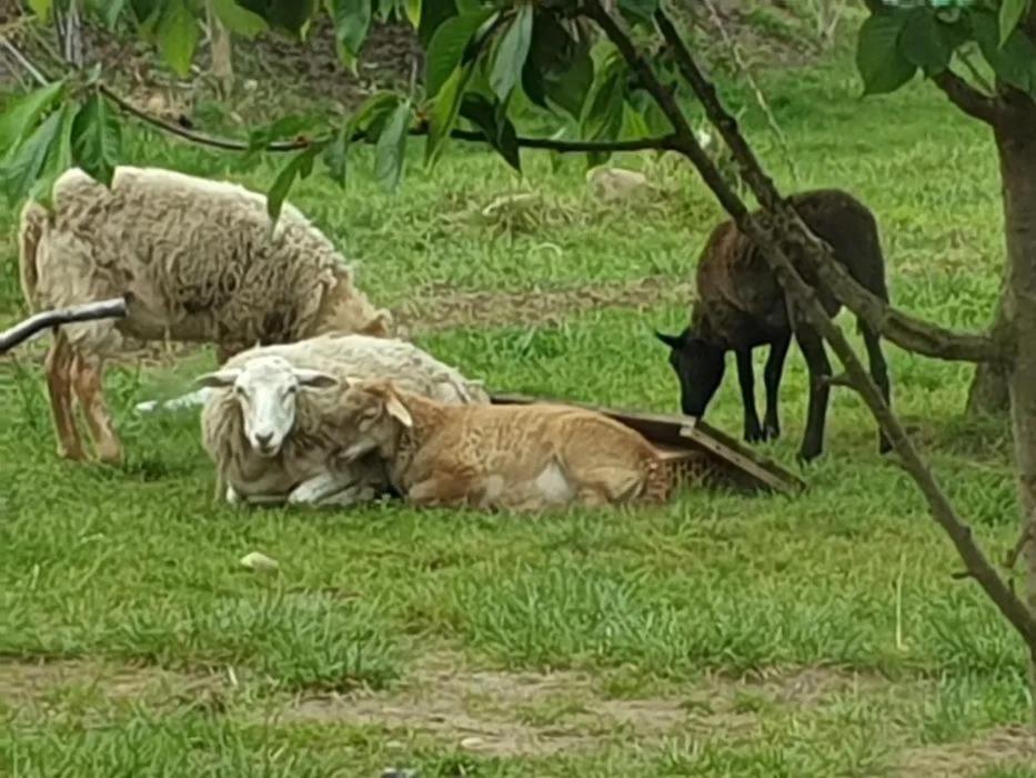 Hotel Domek letniskowy w zieleni blisko jeziora średzkiego Środa Wielkopolska Zewnętrze zdjęcie