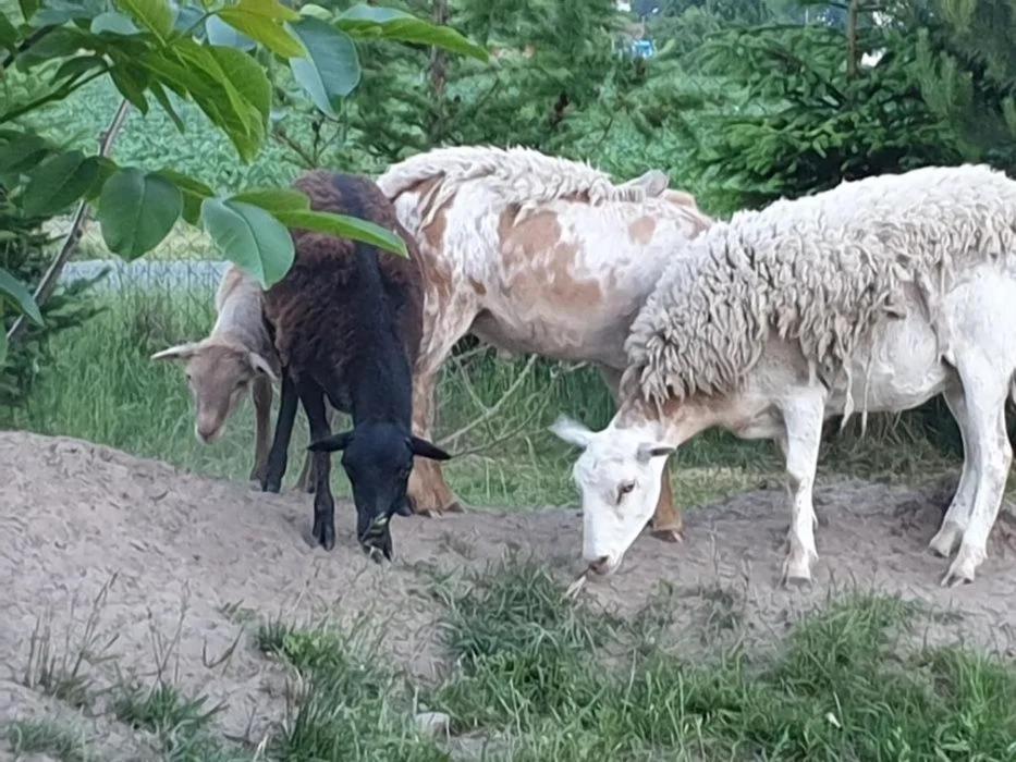 Hotel Domek letniskowy w zieleni blisko jeziora średzkiego Środa Wielkopolska Zewnętrze zdjęcie