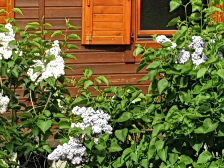 Hotel Domek letniskowy w zieleni blisko jeziora średzkiego Środa Wielkopolska Zewnętrze zdjęcie